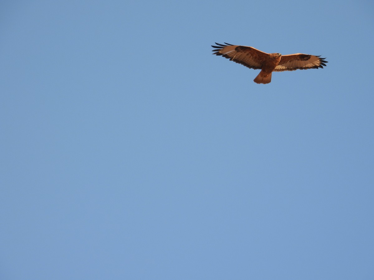 káně bělochvostá - ML646445002