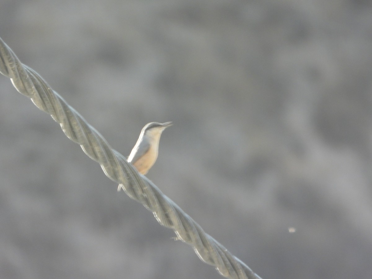 Western Rock Nuthatch - ML646445004