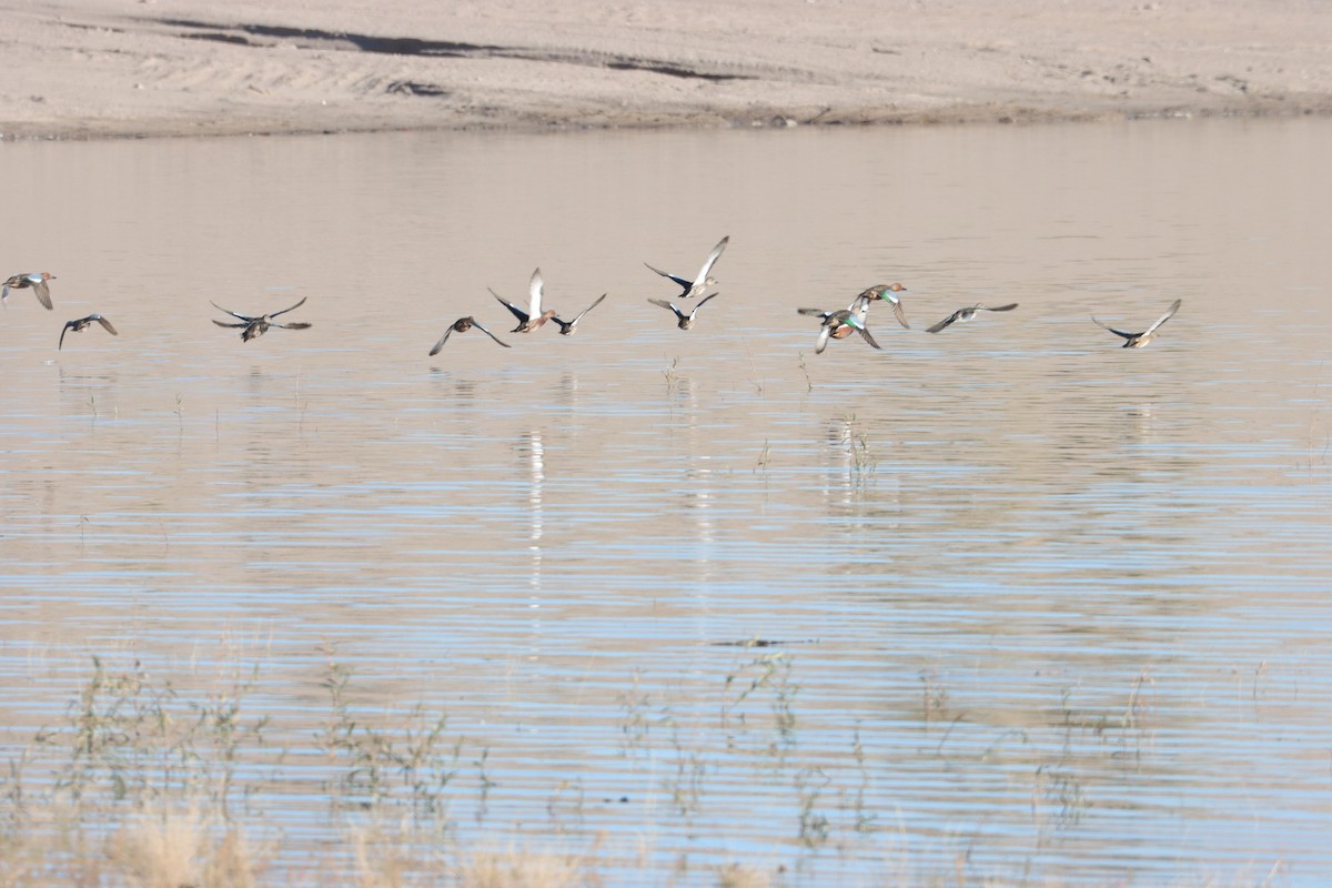 Cinnamon Teal - ML646445006