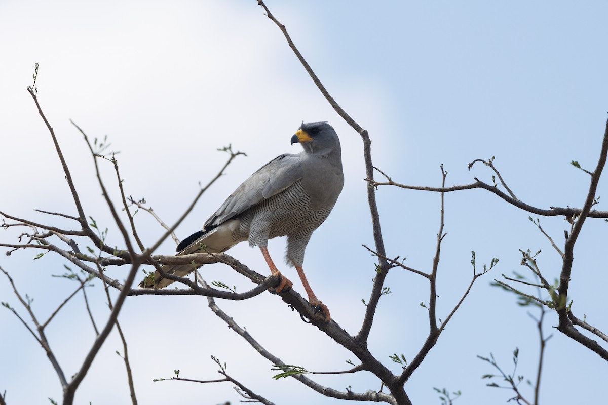 Doğulu Ötücü Çakır - ML646445007