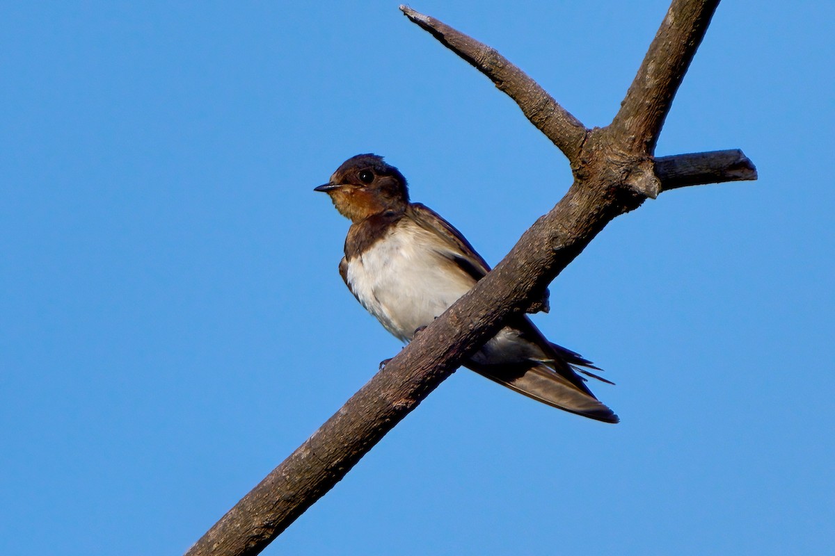 vlaštovka obecná - ML646445008