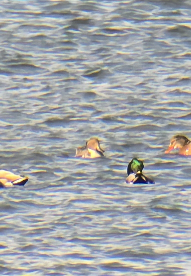 Northern Pintail - ML646445009