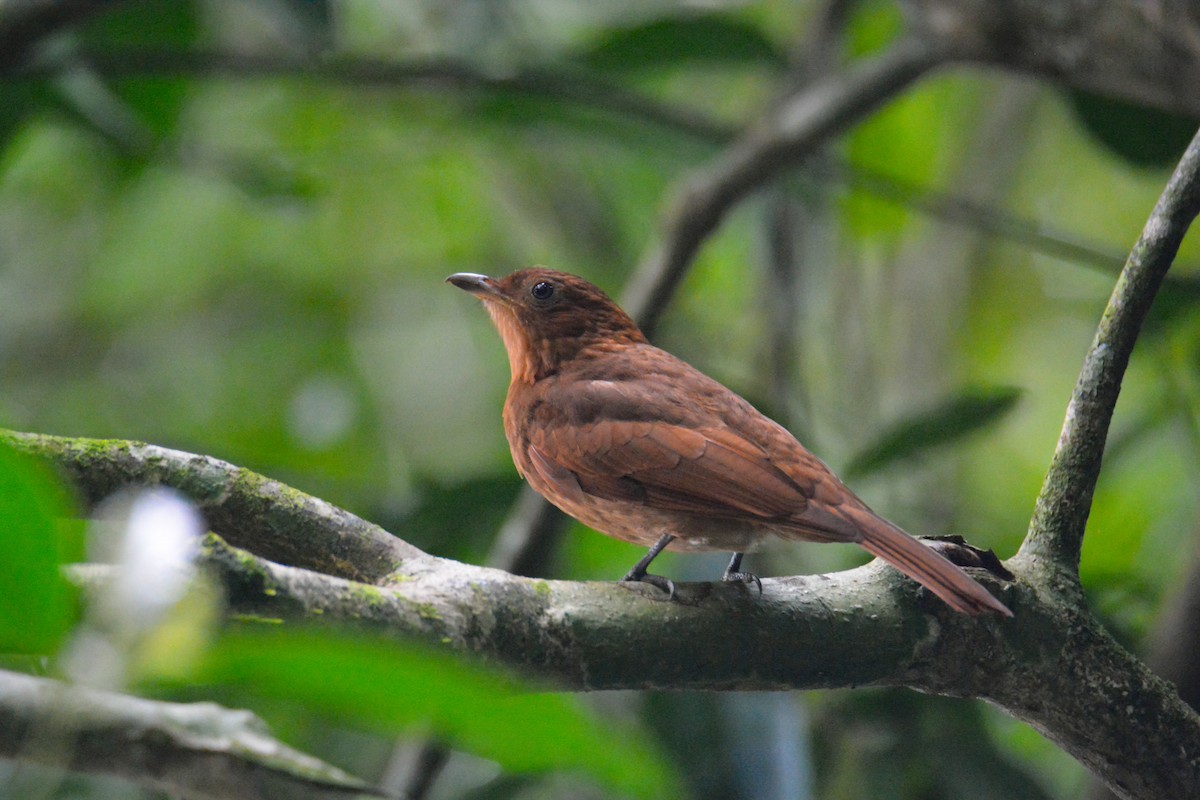 Kızıl Kotinga - ML646445010