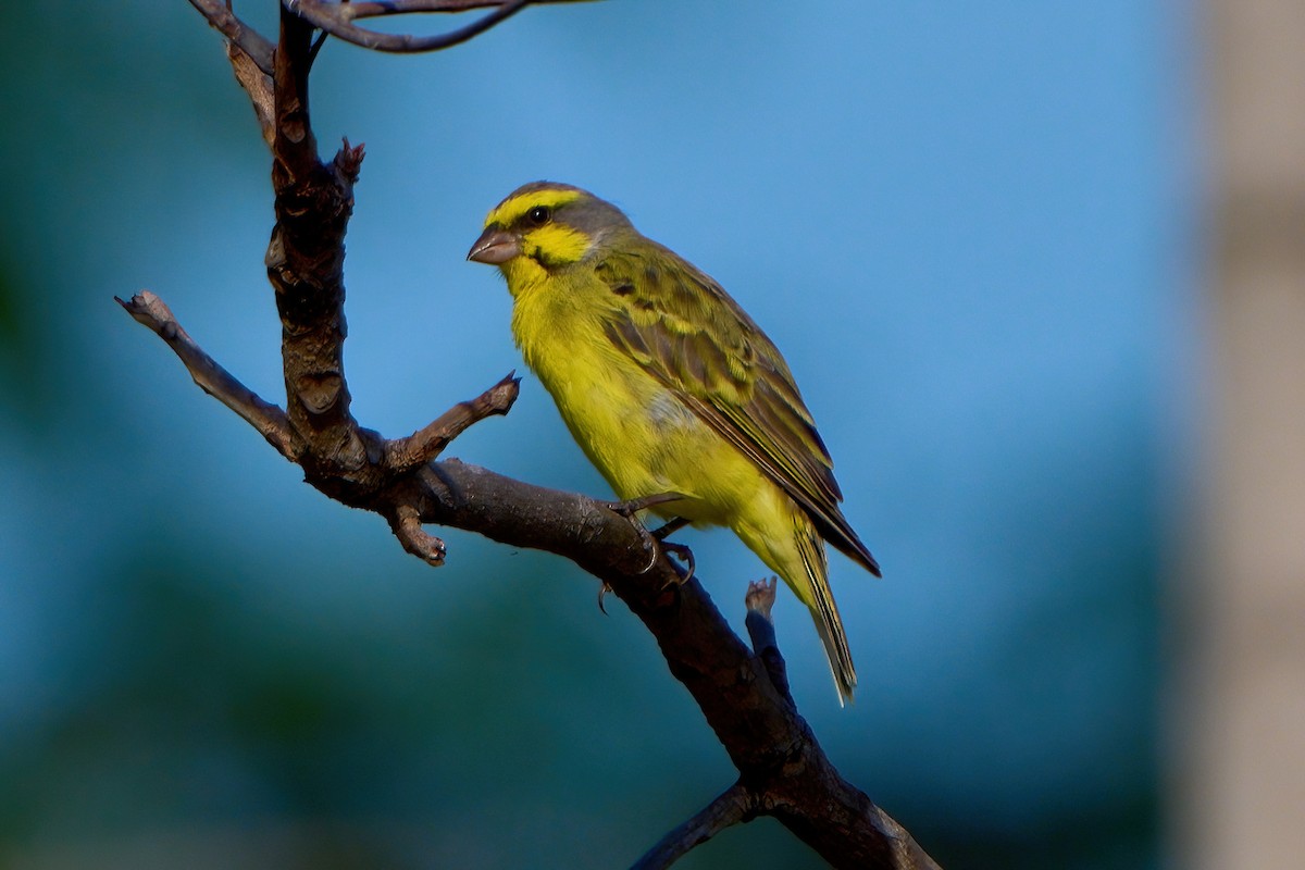 Kara Bıyıklı Sarı İskete - ML646445011