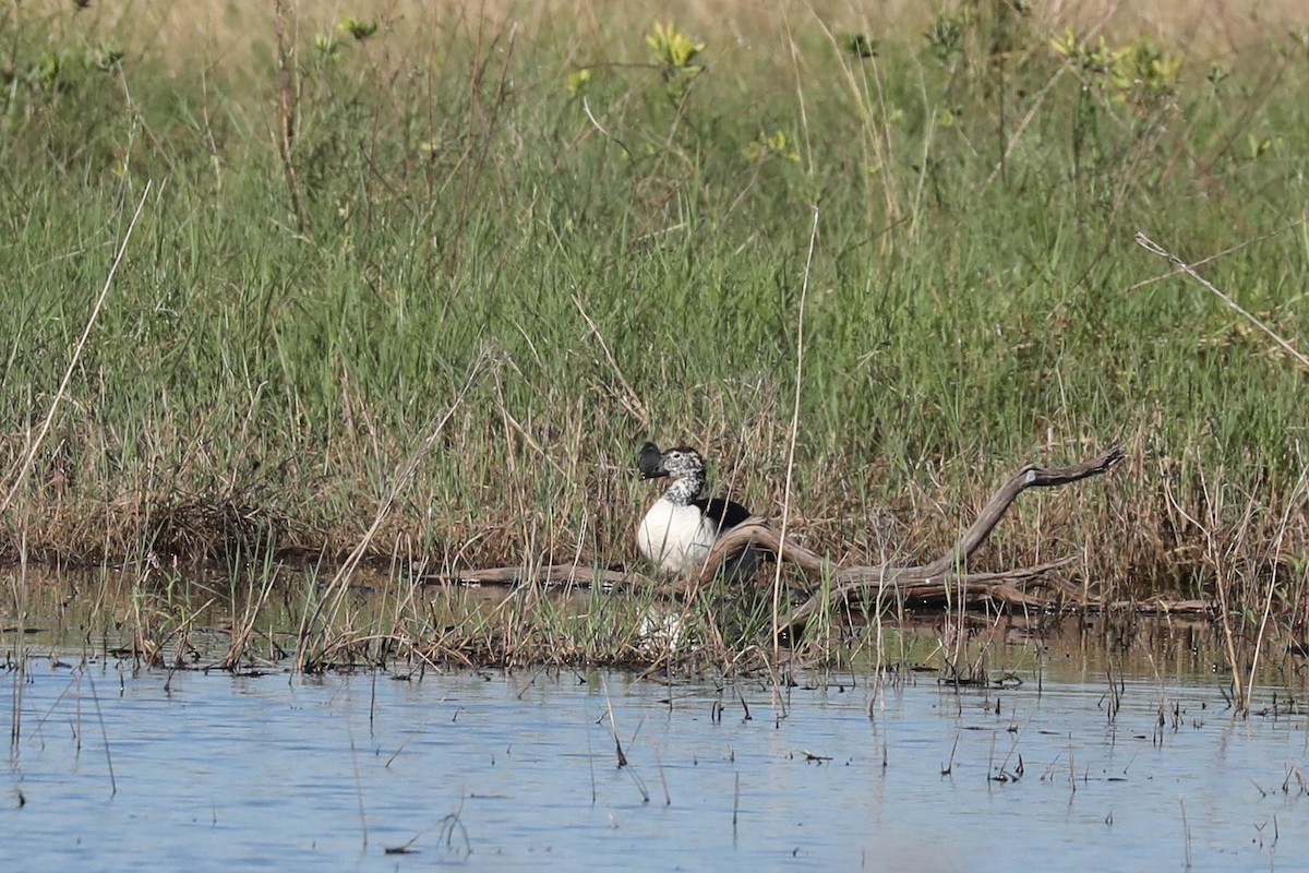 Eskidünya Taraklı Ördeği - ML646445013