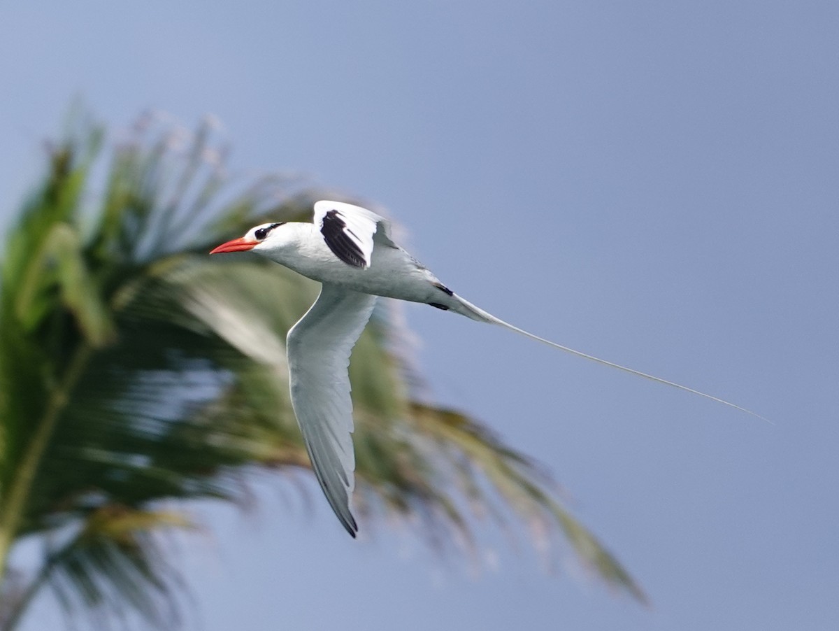 Kırmızı Gagalı Tropikkuşu - ML646445014