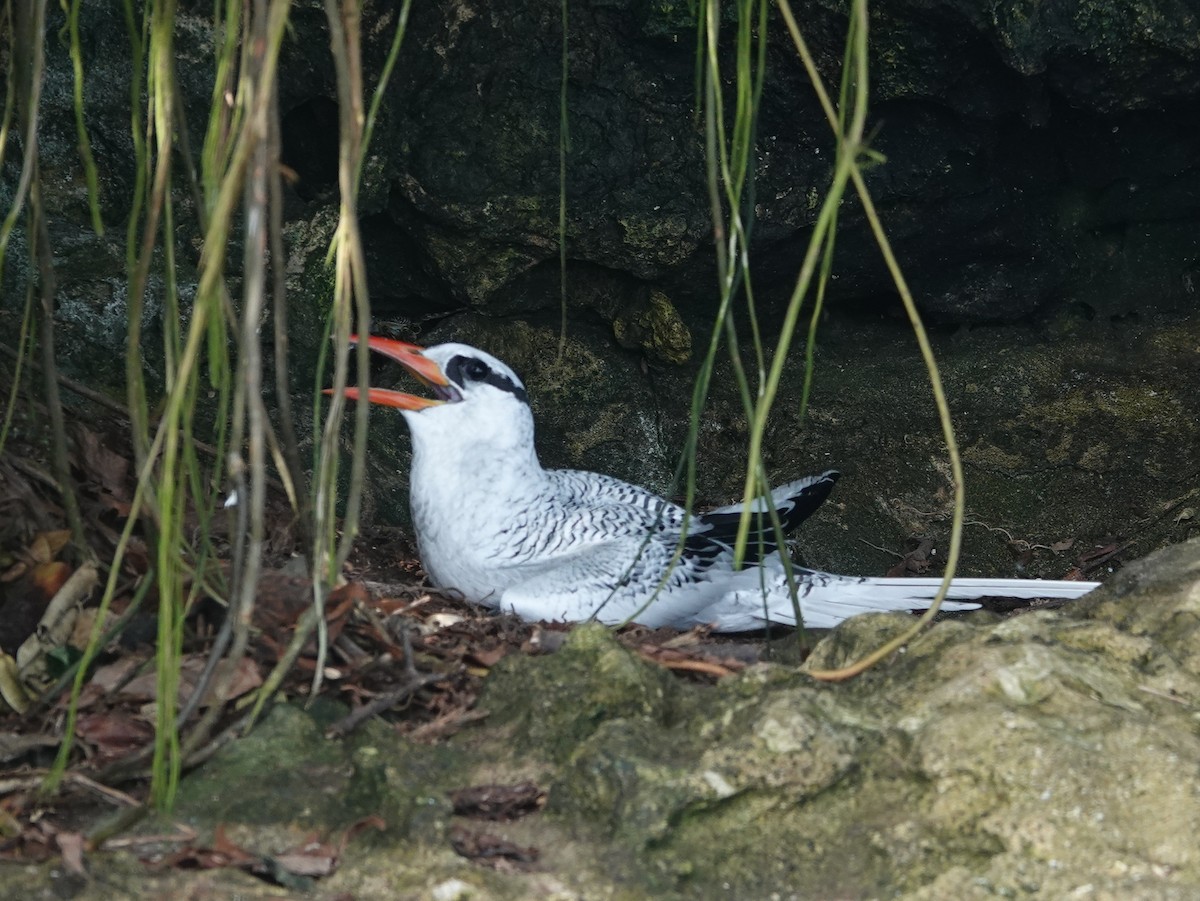 Kırmızı Gagalı Tropikkuşu - ML646445015