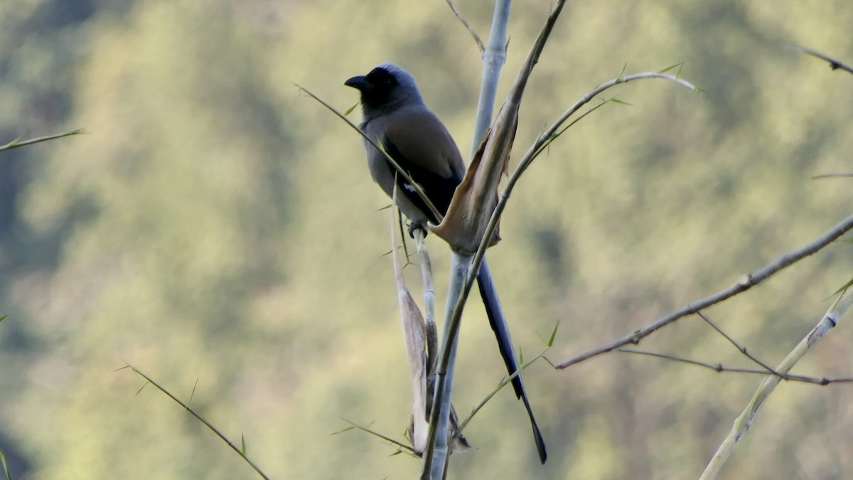 Gri Saksağan - ML646445016