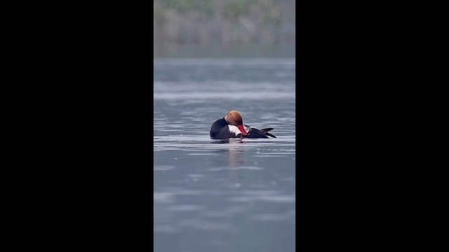 Red-crested Pochard - ML646445017