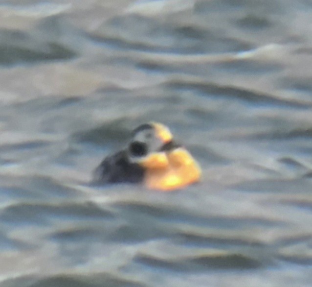 Telkuyruk - ML646445018