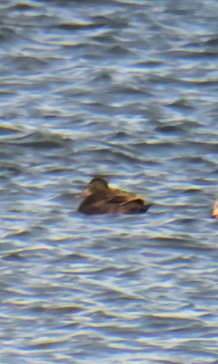 tanımsız ördek (Anatinae sp.) - ML646445019