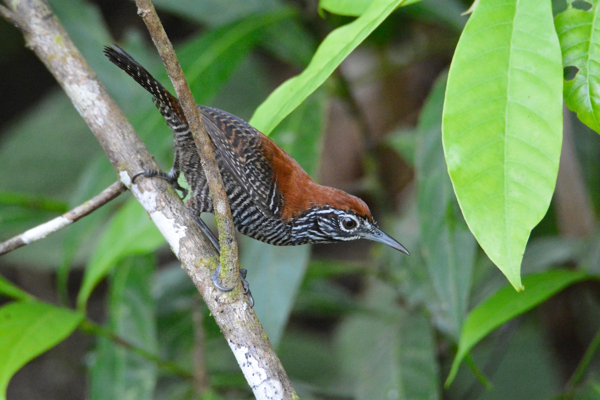 Riperyan Çıtkuşu - ML646445020