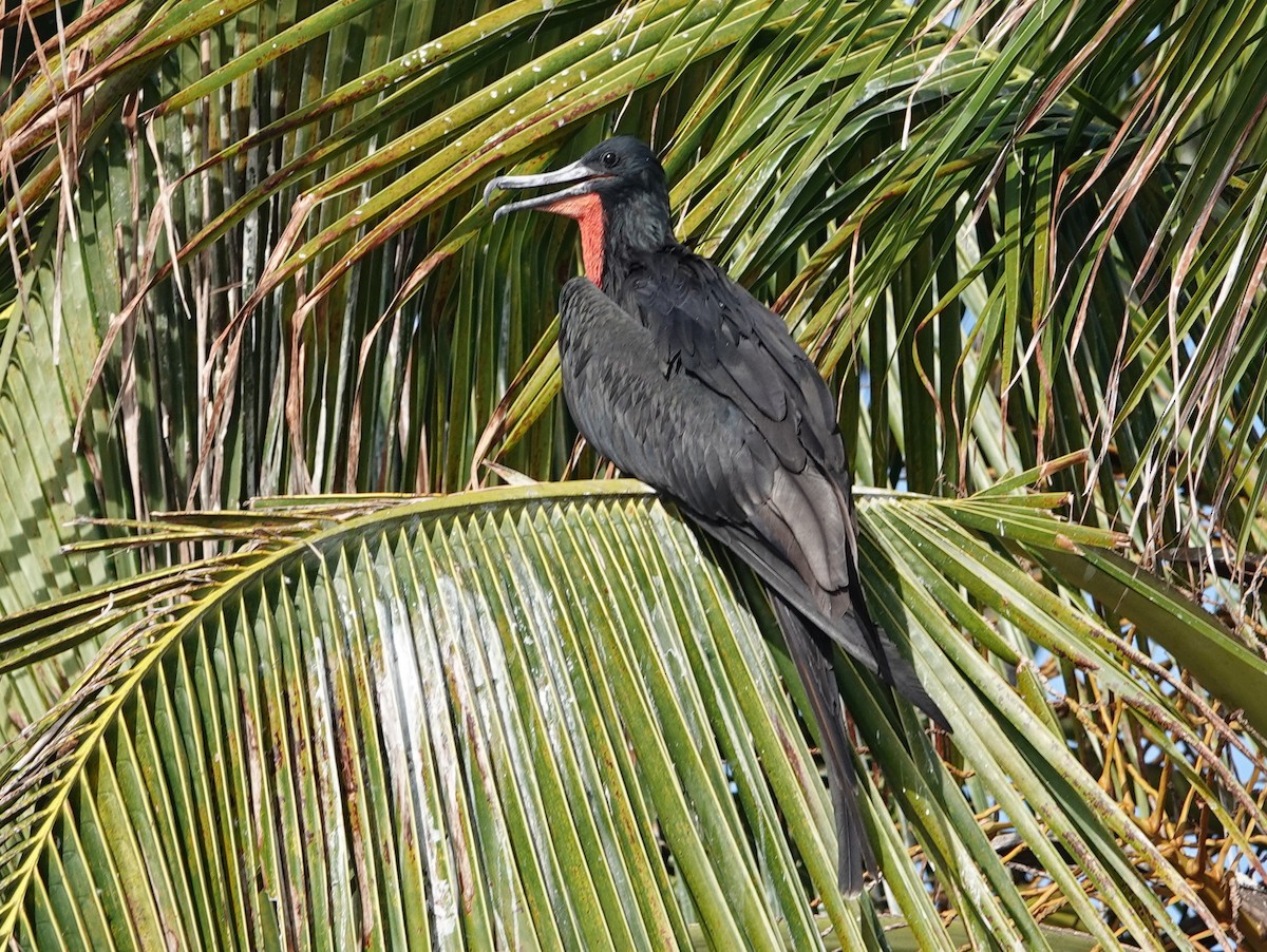 Muhteşem Fregatkuşu - ML646445021