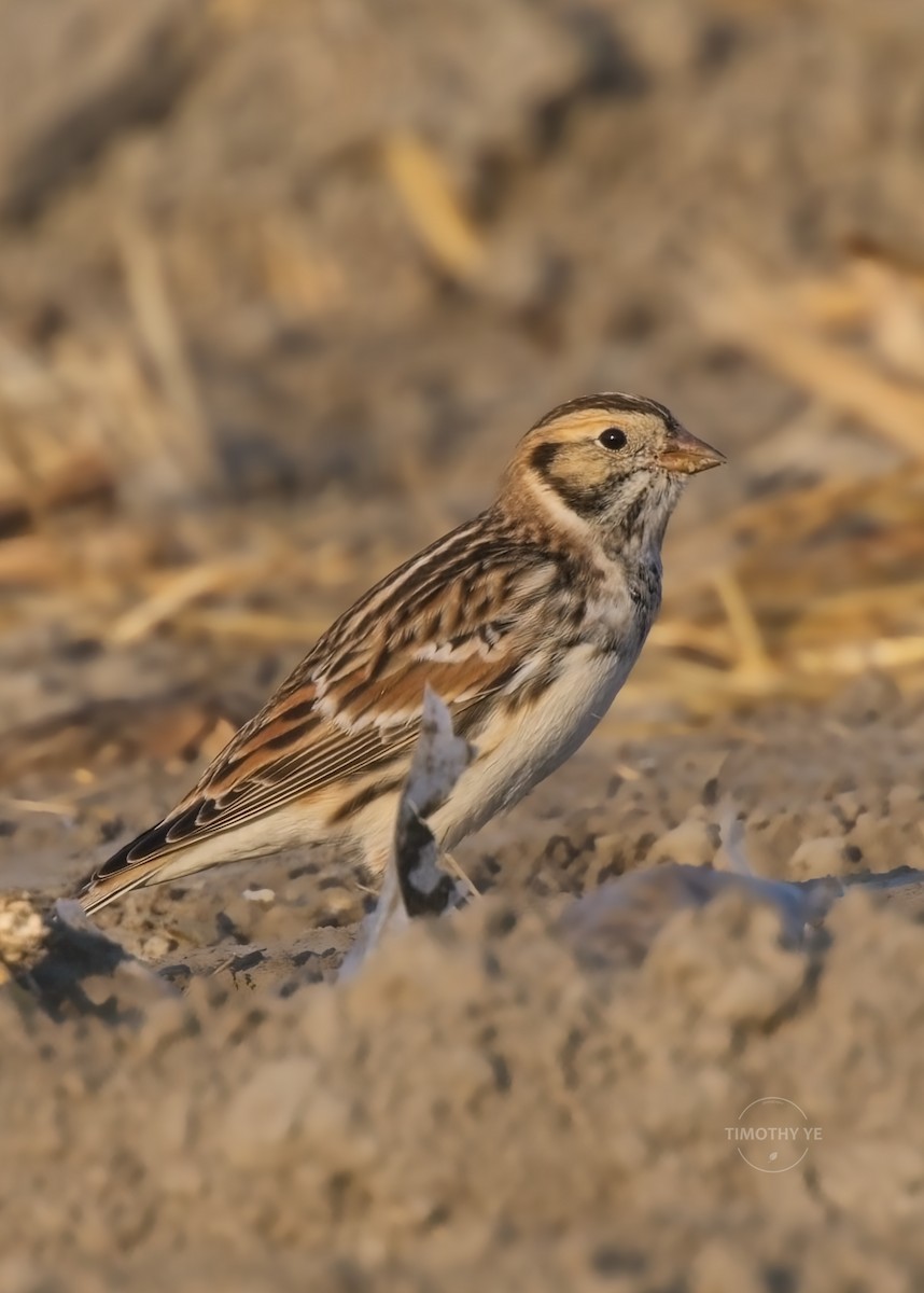 Lapland Longspur - ML646445022