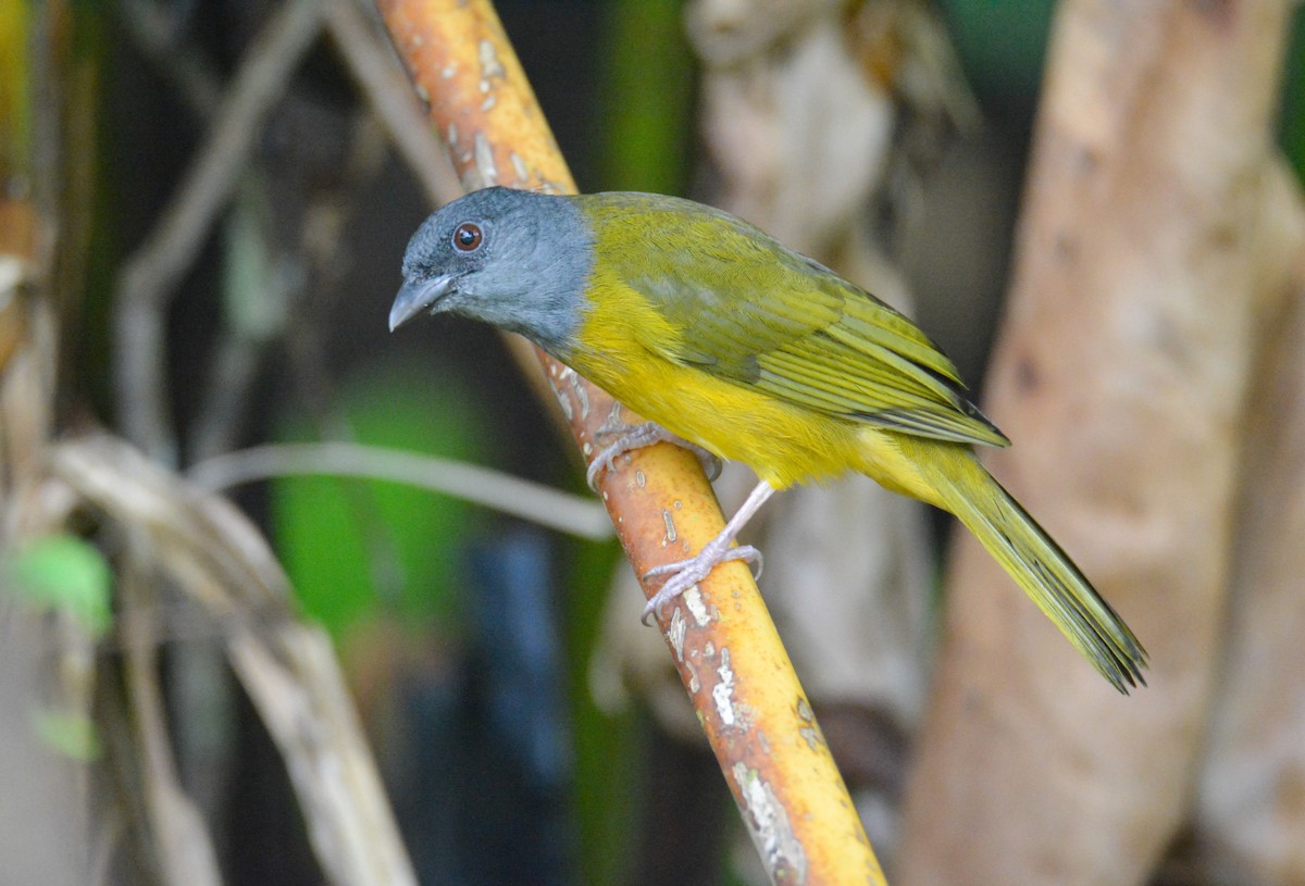 Gri Başlı Tangara - ML646445023