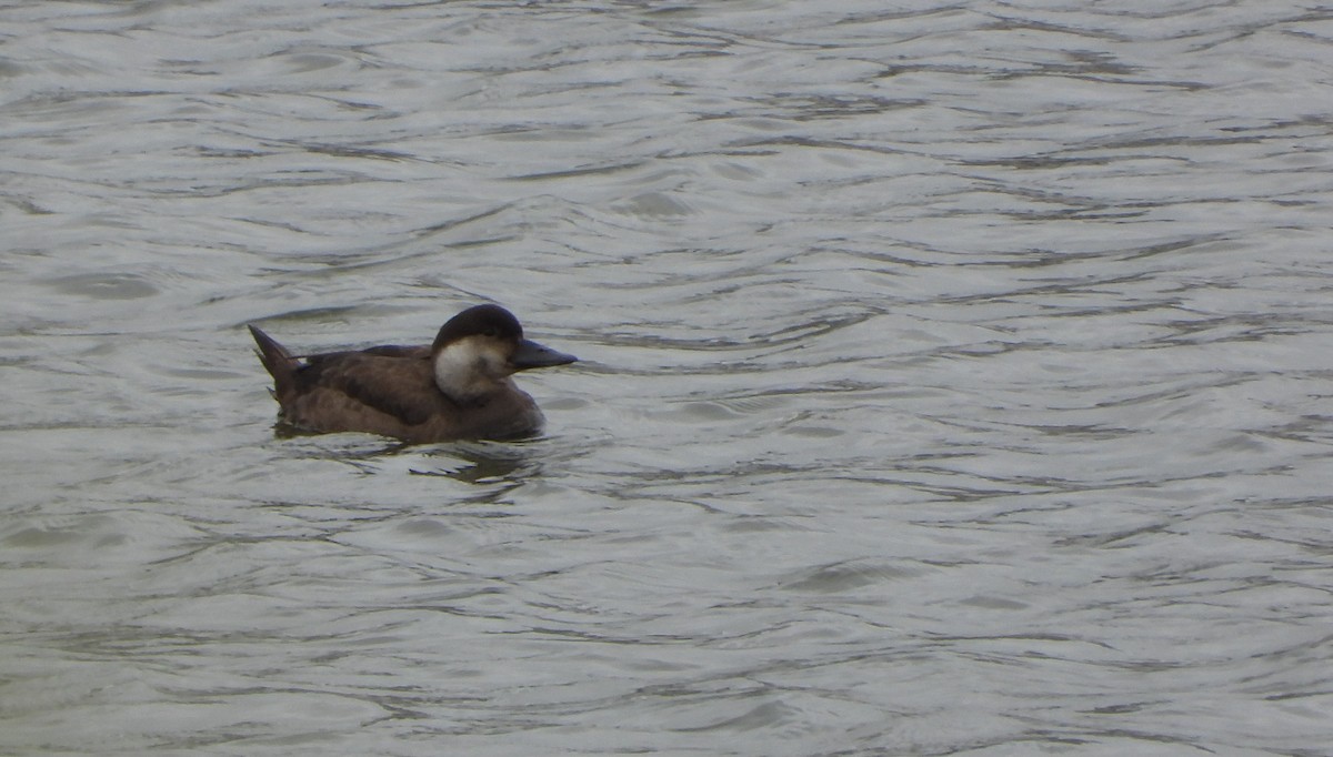 Kara Ördek - ML646445024