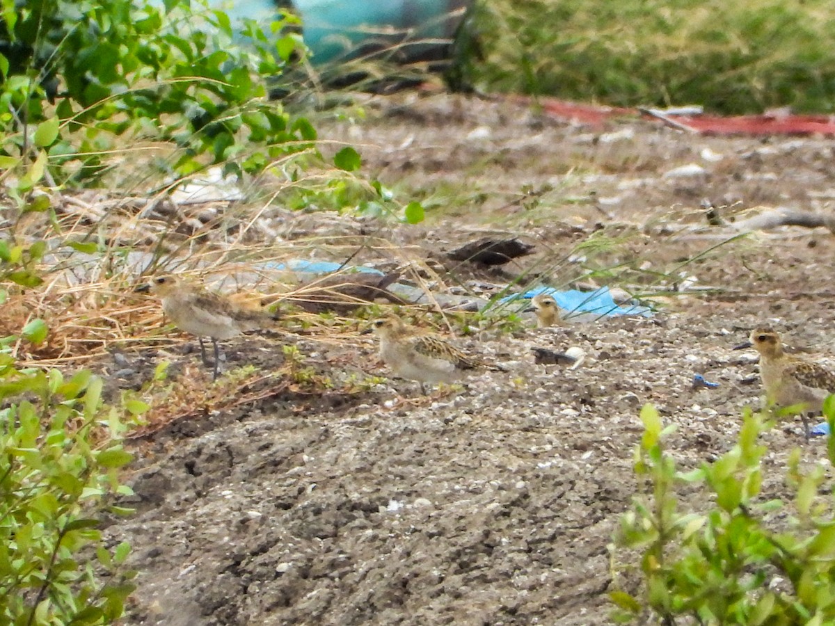 Küçük Altın Yağmurcun - ML646445025