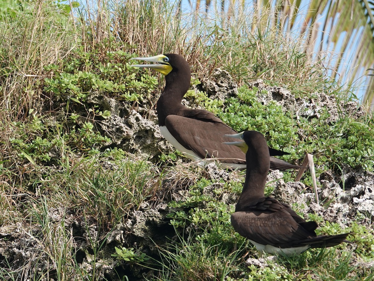 Kara Sümsük - ML646445026