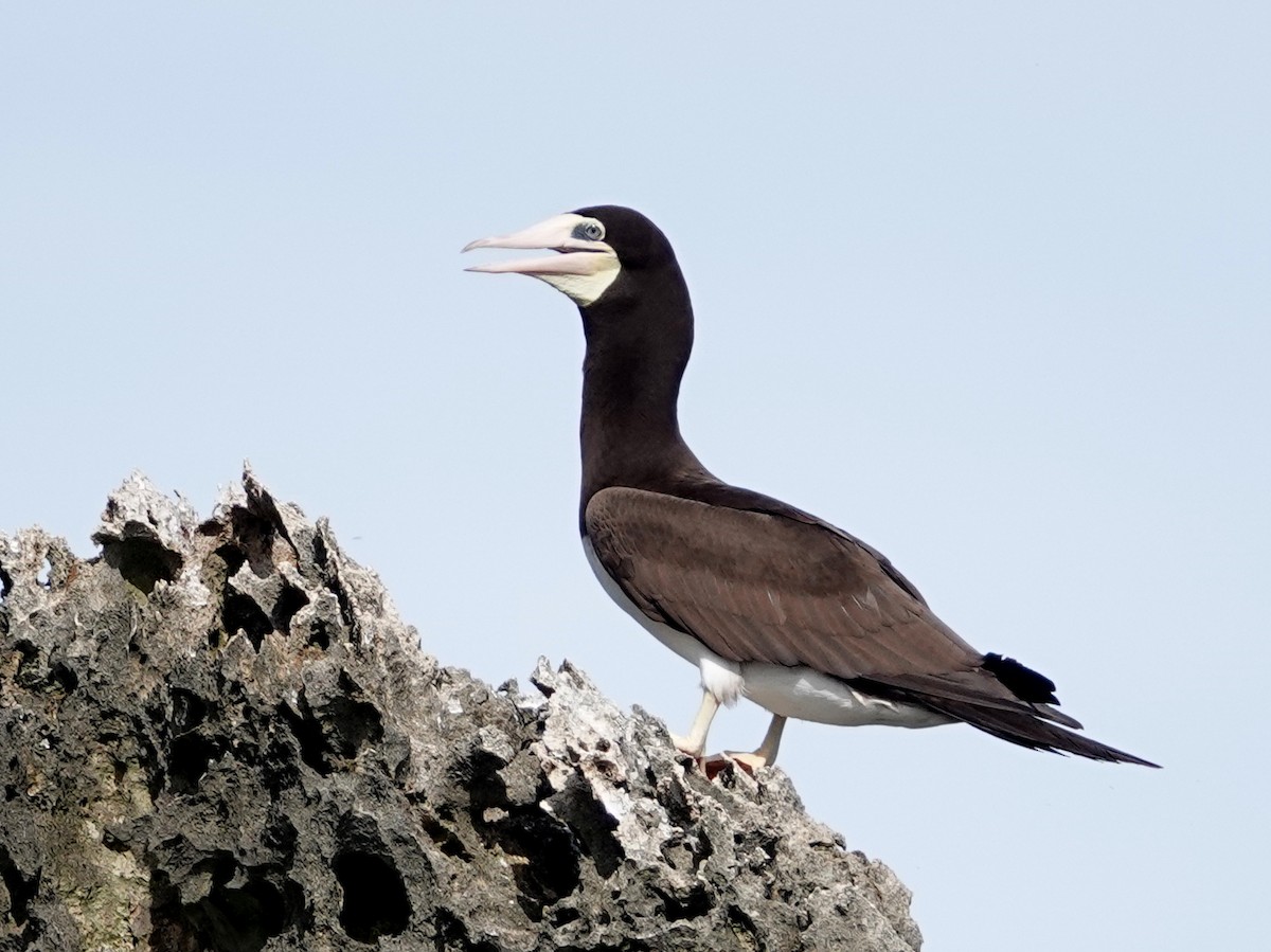 Kara Sümsük - ML646445027