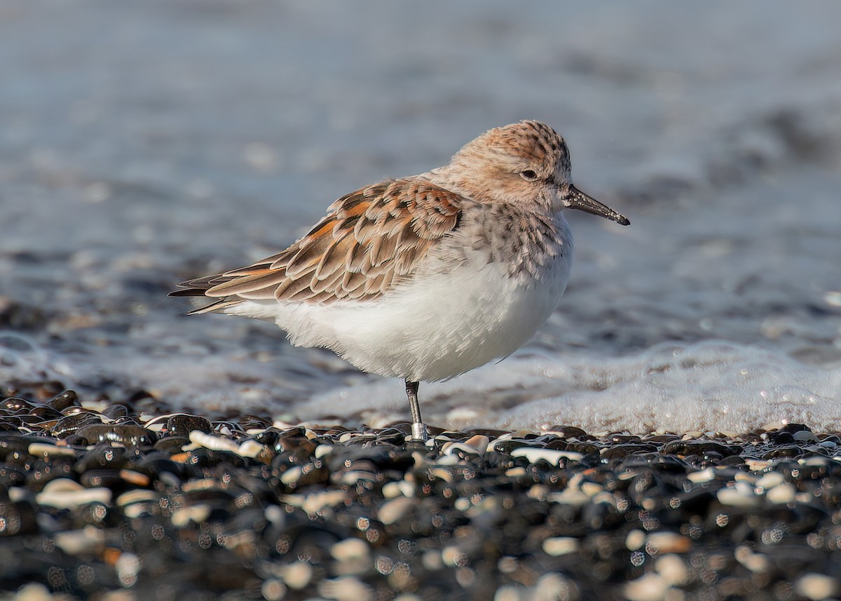 Gambecchio collorosso - ML646445028