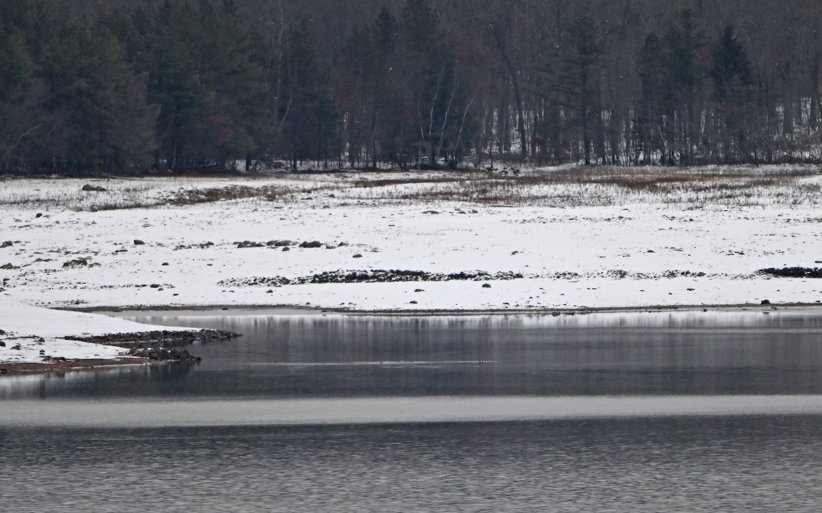 tanımsız ördek (Anatinae sp.) - ML646445029