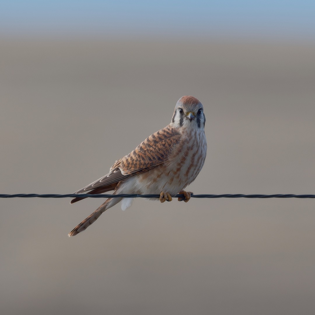 Ala Kerkenez - ML646445031