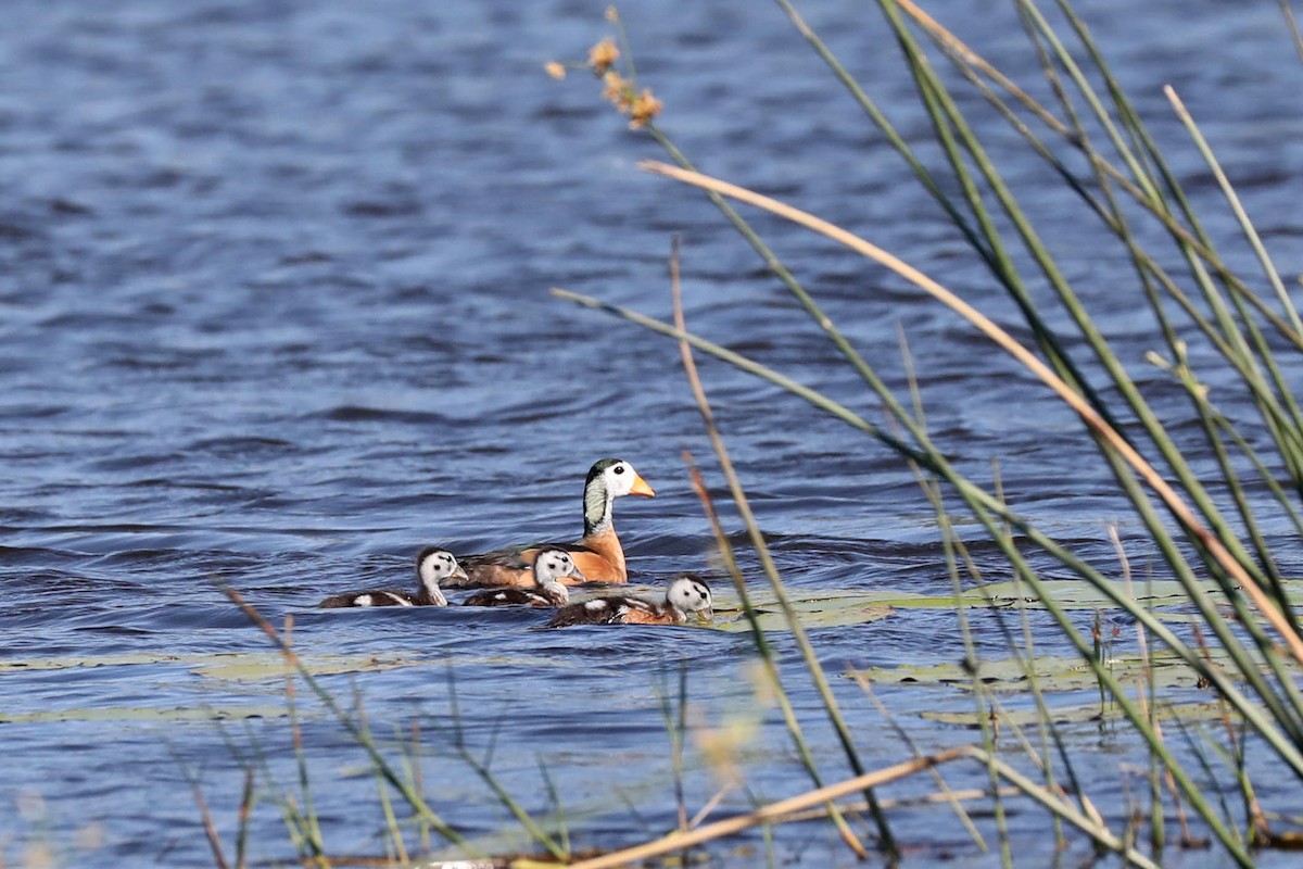 Afrika Pamuk Ördeği - ML646445032