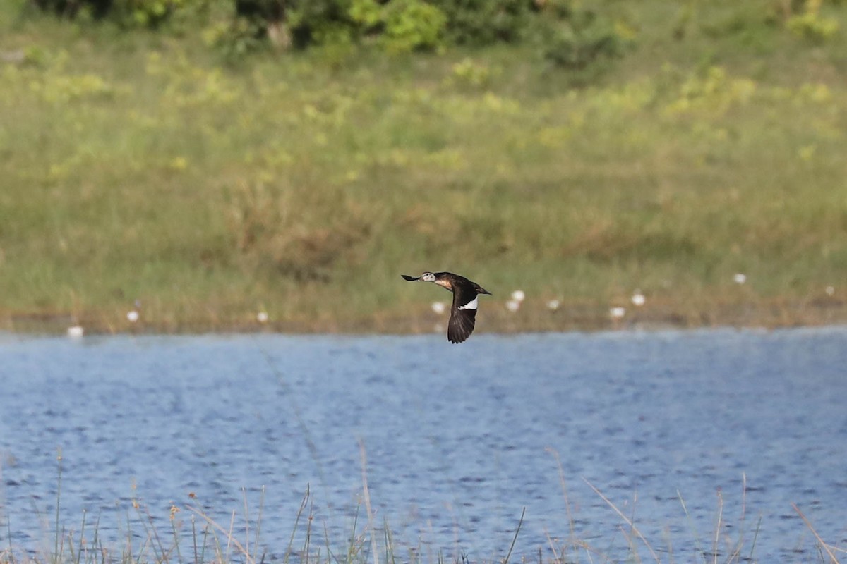 Afrika Pamuk Ördeği - ML646445033