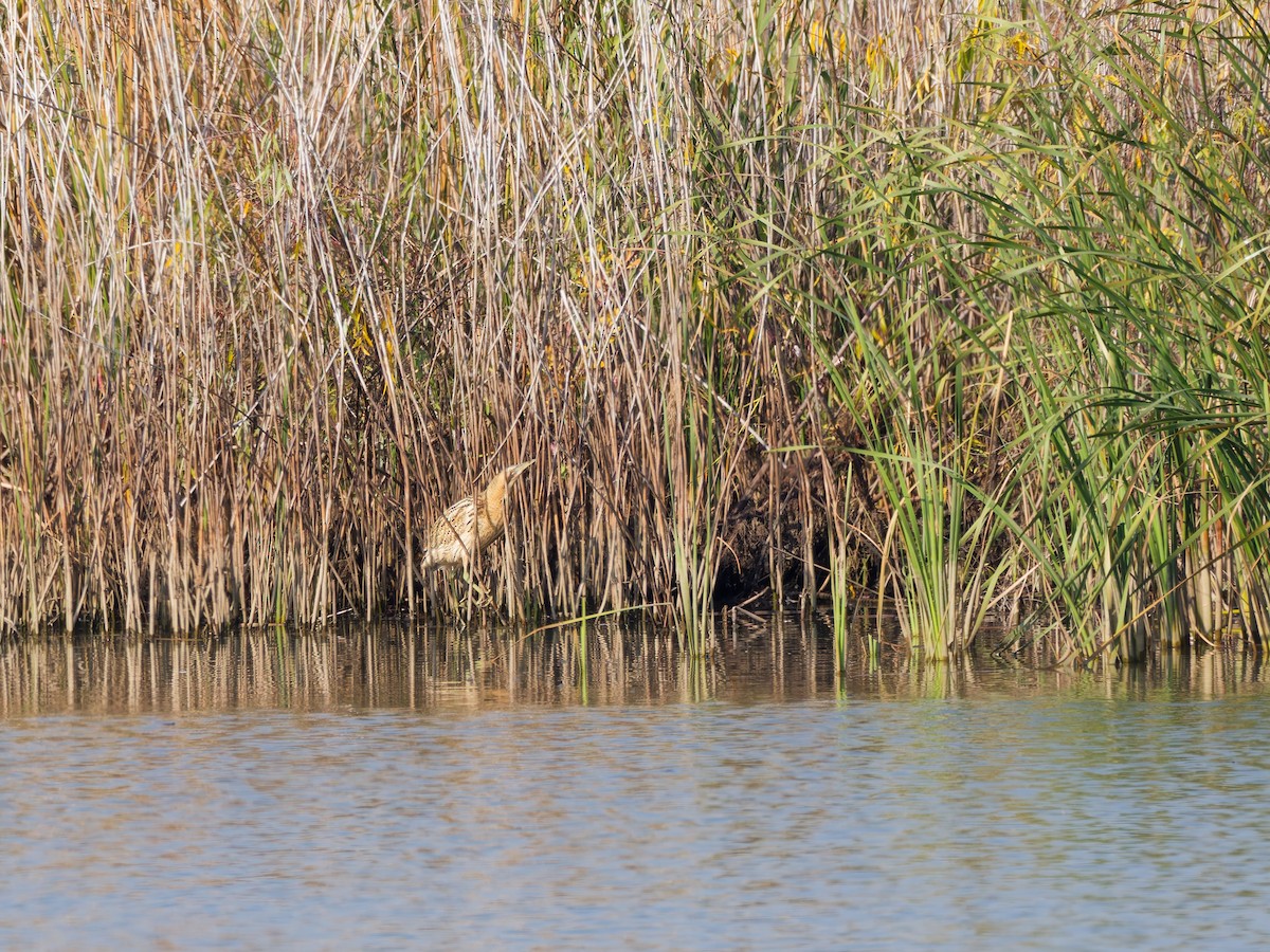 Balaban - ML646445034