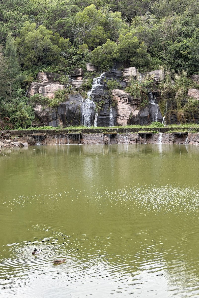 Mallard - ML646445035