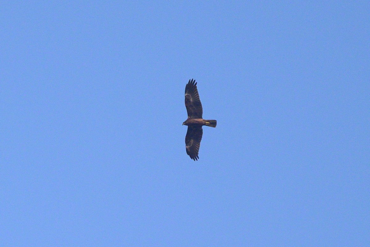 Western Marsh Harrier - ML646445037
