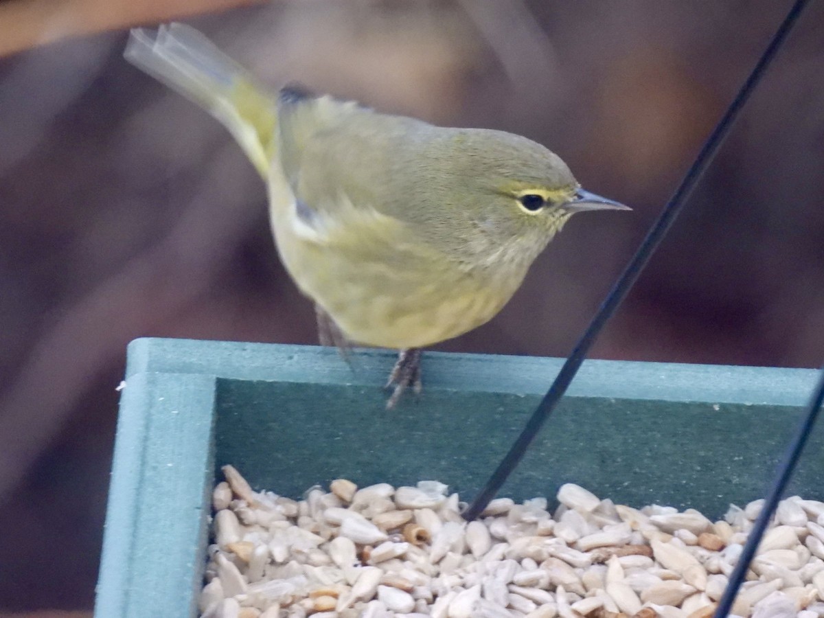 Orangefleck-Waldsänger - ML646445040