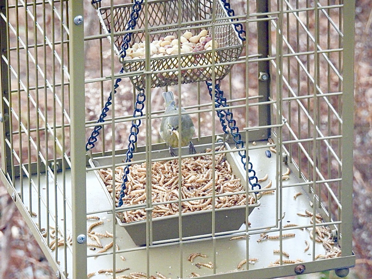 Orangefleck-Waldsänger - ML646445041