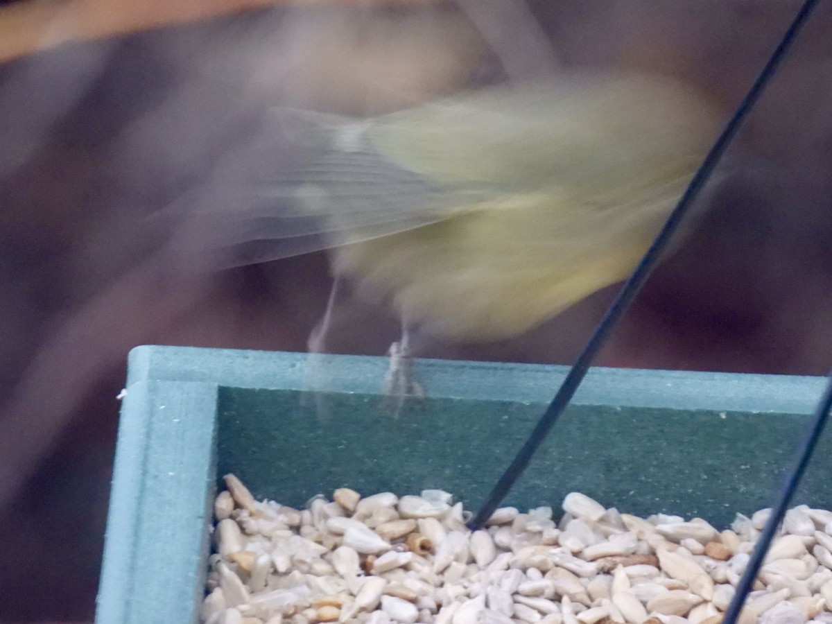 Orangefleck-Waldsänger - ML646445042