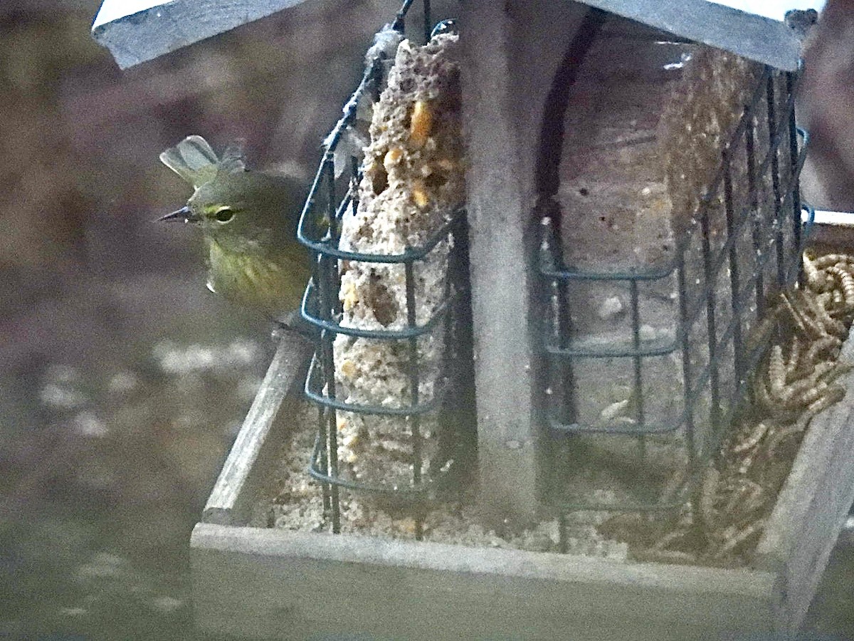 Orangefleck-Waldsänger - ML646445043