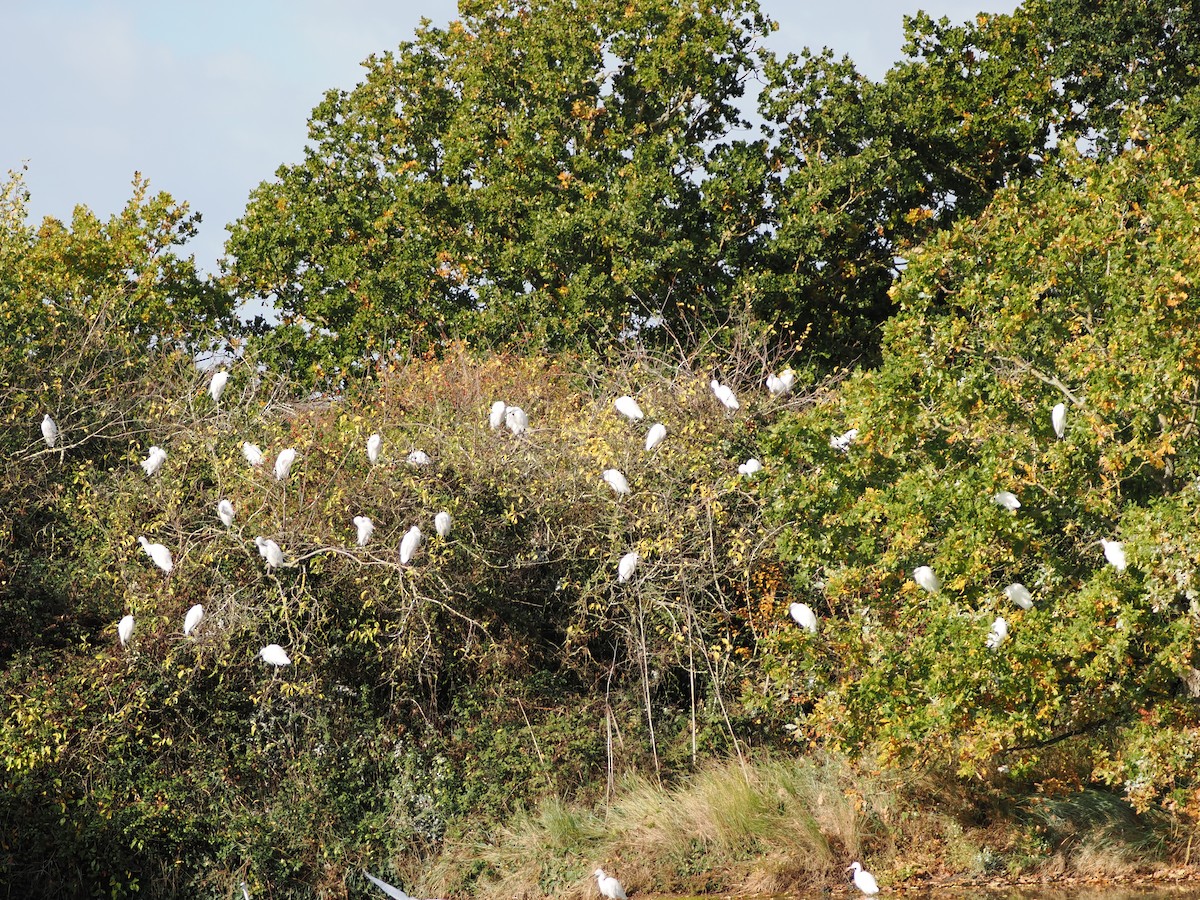 Little Egret - ML646445046