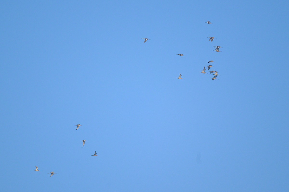 Black-tailed Godwit - ML646445049