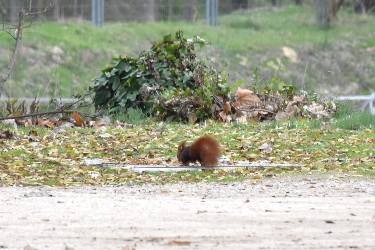 Tree Squirrels - ML646445050