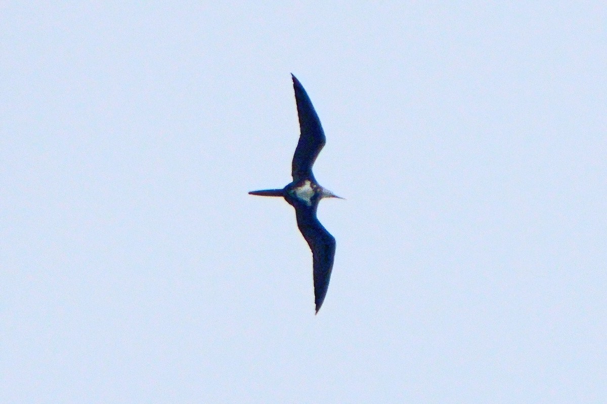 Lesser Frigatebird - ML646445051