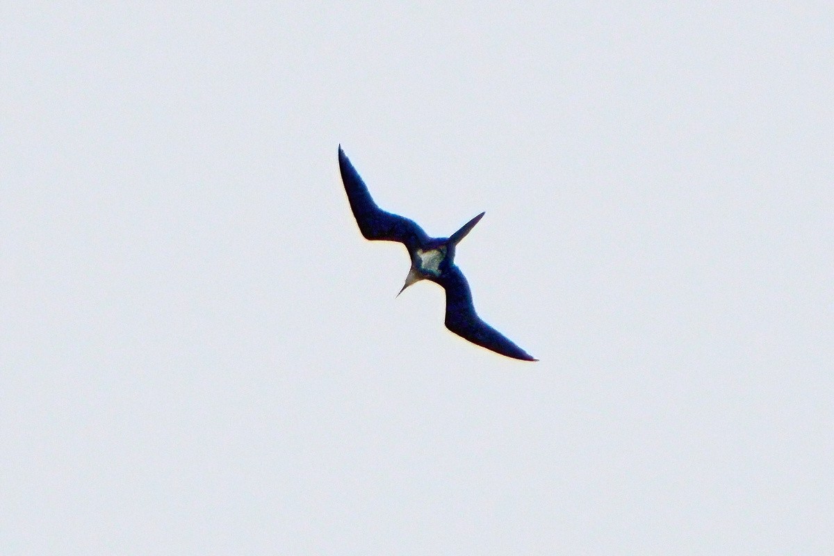 Lesser Frigatebird - ML646445052