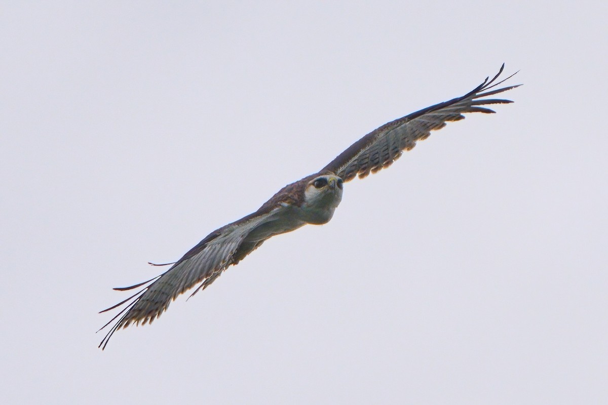 Rufous-bellied Eagle - ML646445053