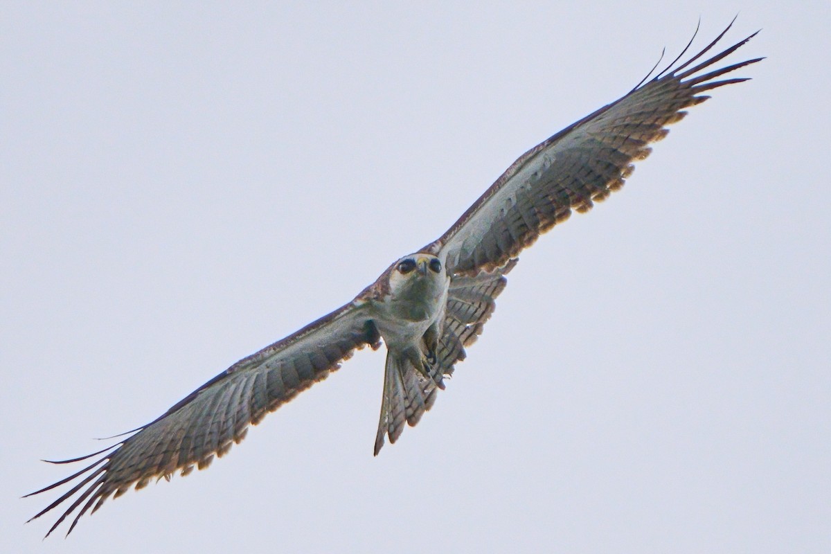 Rufous-bellied Eagle - ML646445054