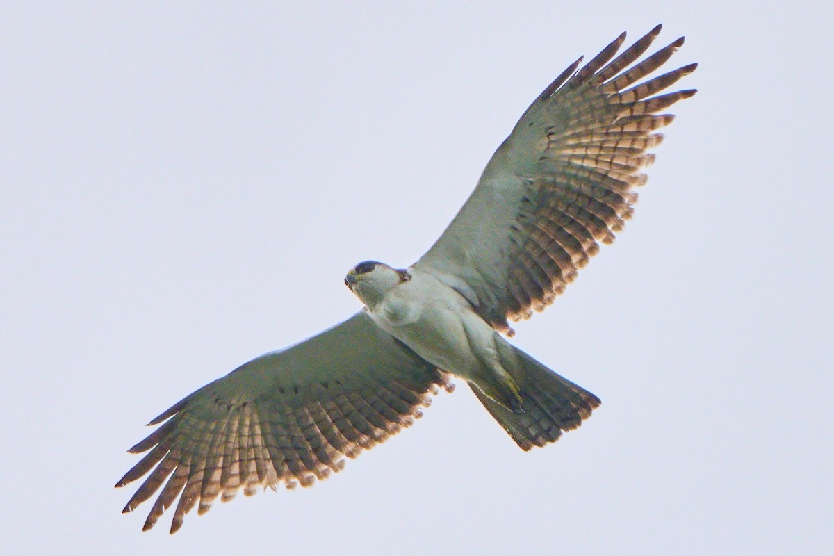 Rufous-bellied Eagle - ML646445055