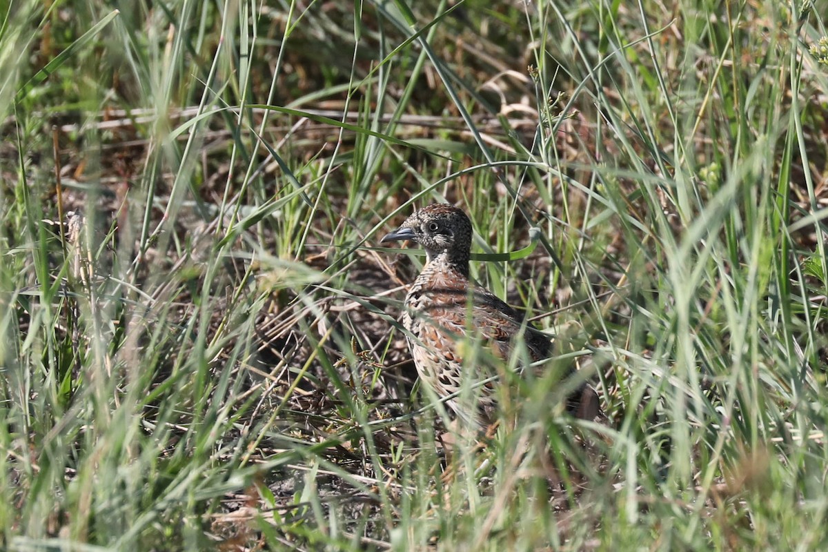 林三趾鶉 - ML646445056