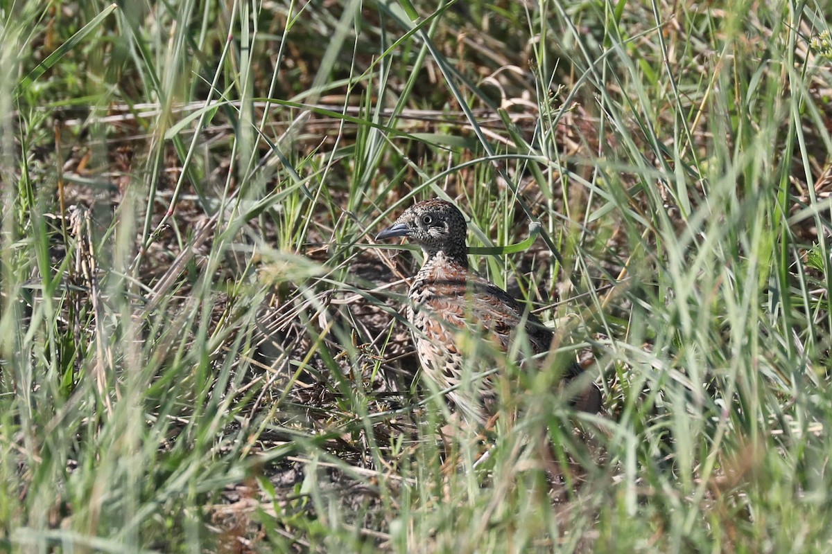 林三趾鶉 - ML646445057