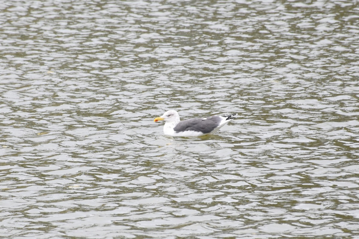 שחף שחור - ML646445058