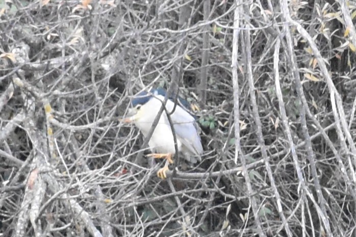 Gece Balıkçılı - ML646445059