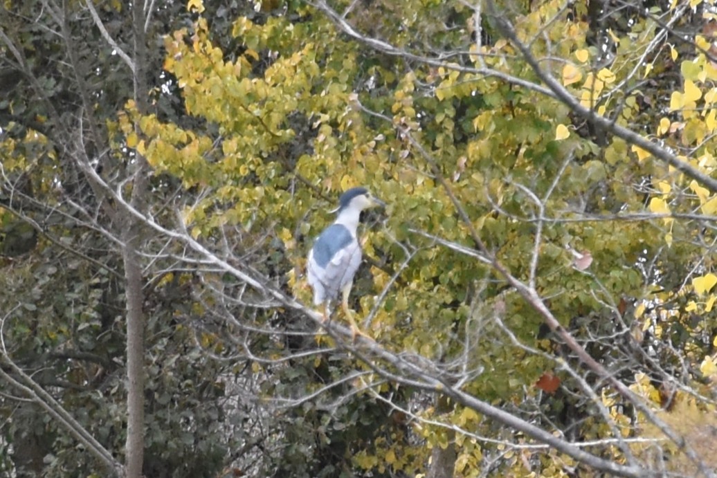 Gece Balıkçılı - ML646445060