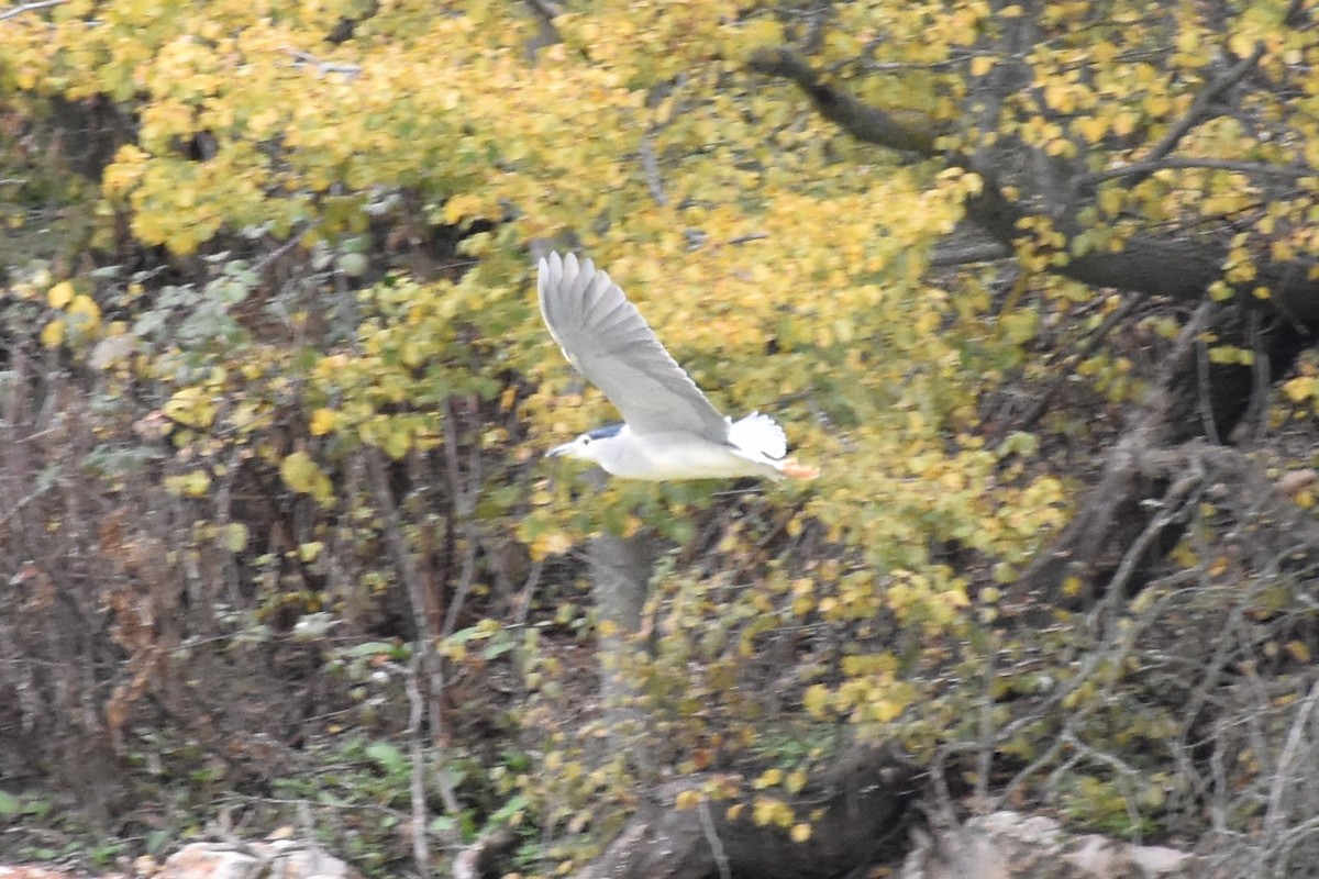 אנפת לילה - ML646445061