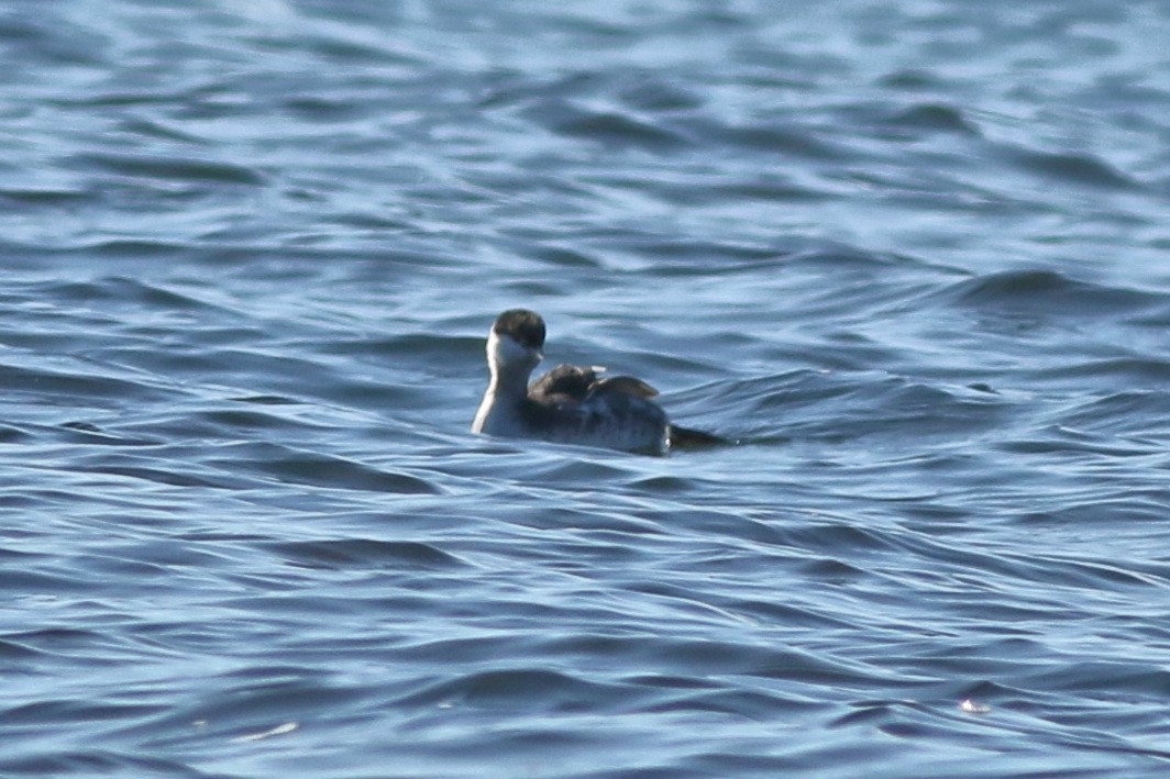 Kulaklı Batağan - ML646445062